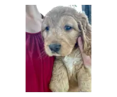 5 male goldendoodle puppies for sale - 8