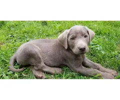AKC Silver Labrador Retriever Puppy - 3
