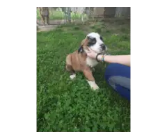 2 Saint Bernard puppies looking for forever homes - 2