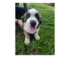 2 Saint Bernard puppies looking for forever homes - 3