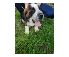 2 Saint Bernard puppies looking for forever homes - 4