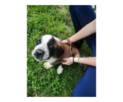2 Saint Bernard puppies looking for forever homes - 6