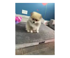 4 Pomeranian puppies needing new home - 7
