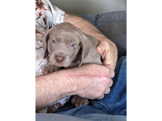 Female Weimaraner Puppy in Columbus, Ohio Puppies for