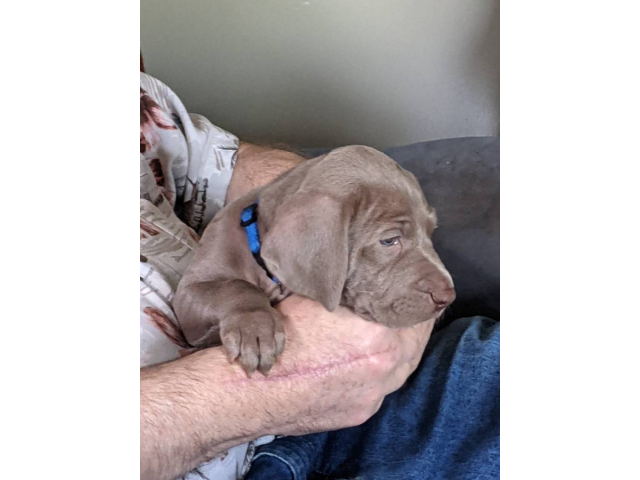 Female Weimaraner Puppy in Columbus, Ohio Puppies for