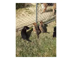 2 fullblooded German Shepherd puppies for sale - 2