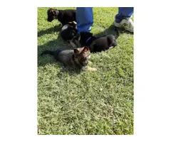 2 fullblooded German Shepherd puppies for sale - 4