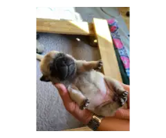 Pug puppies for sale - 1