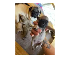 Pug puppies for sale - 3
