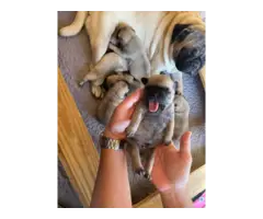 Pug puppies for sale - 4