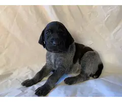 AKC German Shorthaired puppies