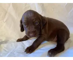 AKC German Shorthaired puppies - 4