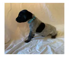 AKC German Shorthaired puppies - 7