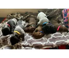 AKC German Shorthaired puppies - 9