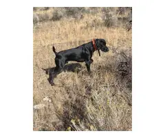 AKC German Shorthaired puppies - 10
