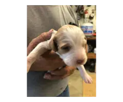 5 Brittany puppies for sale - 10