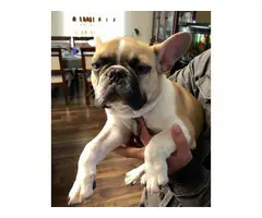 Beautiful, playful Male French Bull Dog (4 months & a half)