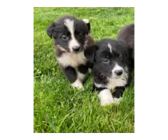 8 weeks old Border Collie puppies for sale