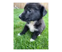 8 weeks old Border Collie puppies for sale - 2