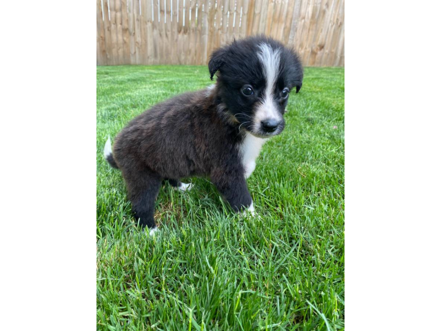 8 weeks old Border Collie puppies for sale in Chesterfield
