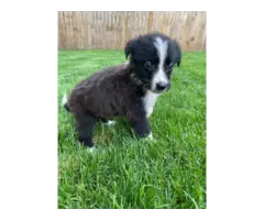 8 weeks old Border Collie puppies for sale - 3