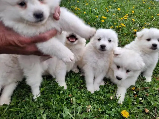 6 Purebred American Eskimo puppies for sale - 1/11