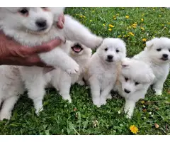 6 Purebred American Eskimo puppies for sale