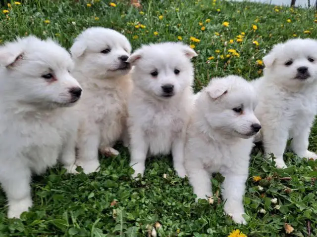 6 Purebred American Eskimo puppies for sale - 2/11