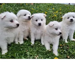 6 Purebred American Eskimo puppies for sale - 2