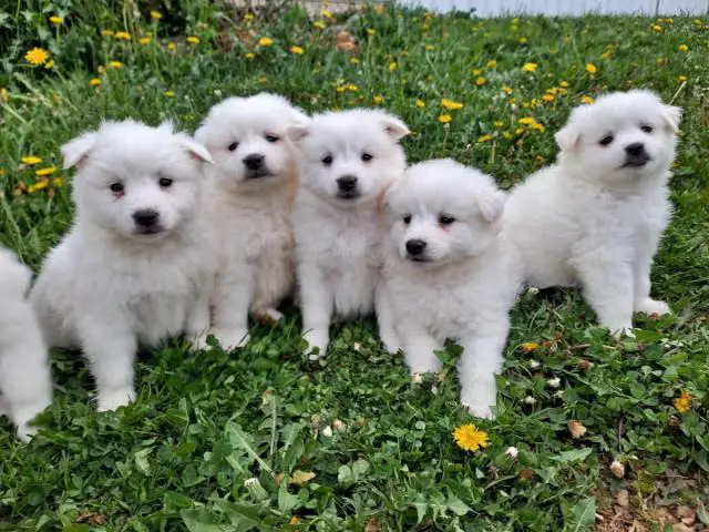 6 Purebred American Eskimo puppies for sale - 3/11
