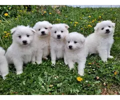 6 Purebred American Eskimo puppies for sale - 3