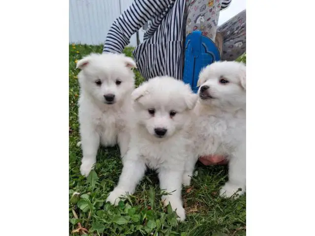 6 Purebred American Eskimo puppies for sale - 4/11