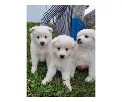 6 Purebred American Eskimo puppies for sale - 4