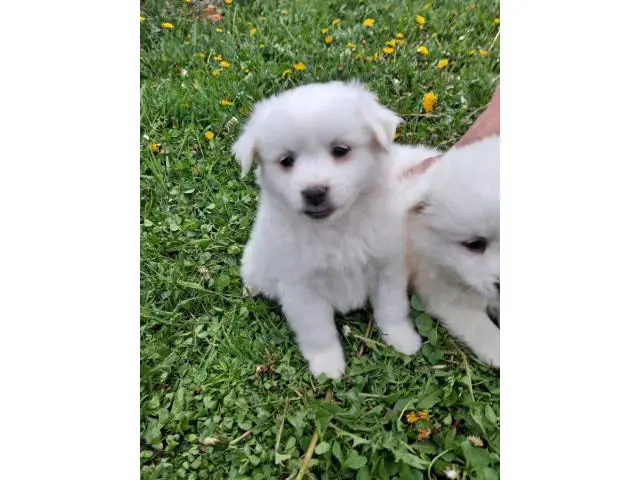 6 Purebred American Eskimo puppies for sale - 5/11