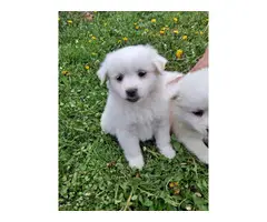 6 Purebred American Eskimo puppies for sale - 5