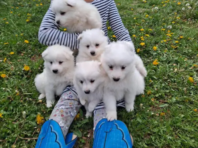 6 Purebred American Eskimo puppies for sale - 6/11