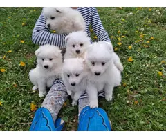 6 Purebred American Eskimo puppies for sale - 6