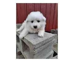 6 Purebred American Eskimo puppies for sale - 7