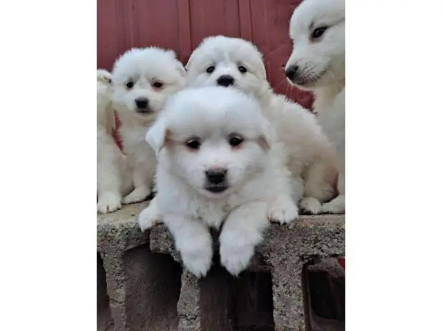 6 Purebred American Eskimo puppies for sale - 8/11
