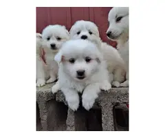 6 Purebred American Eskimo puppies for sale - 8