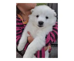 6 Purebred American Eskimo puppies for sale - 9