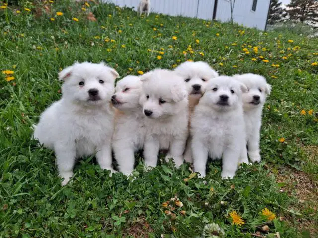6 Purebred American Eskimo puppies for sale - 11/11