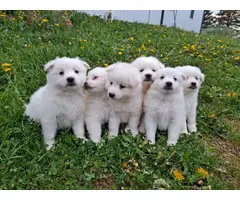 6 Purebred American Eskimo puppies for sale - 11