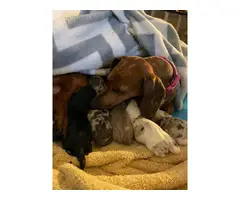 Two male and three female mini dachshund puppies - 9