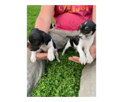 4 girl and 2 boy Rat Terrier Puppies needing good home - 2
