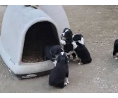 Black and White Tri ASDR Aussie Puppies - 2