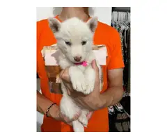 All white husky puppies for sale - 2