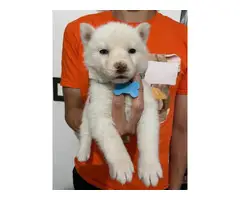 All white husky puppies for sale - 3