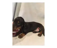 Black and Tan healthy mini dachshund puppy