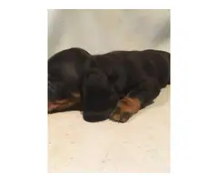 Black and Tan healthy mini dachshund puppy - 4